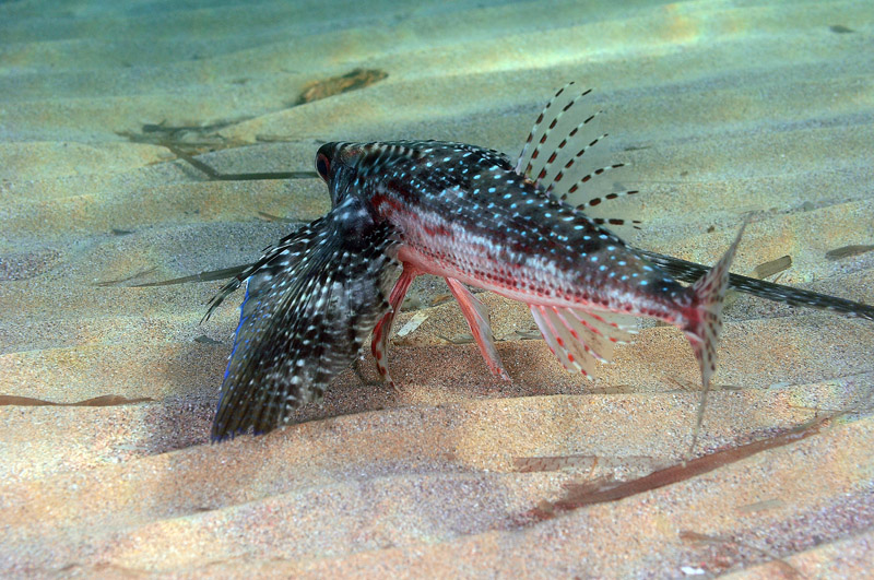 Dactylopterus volitans